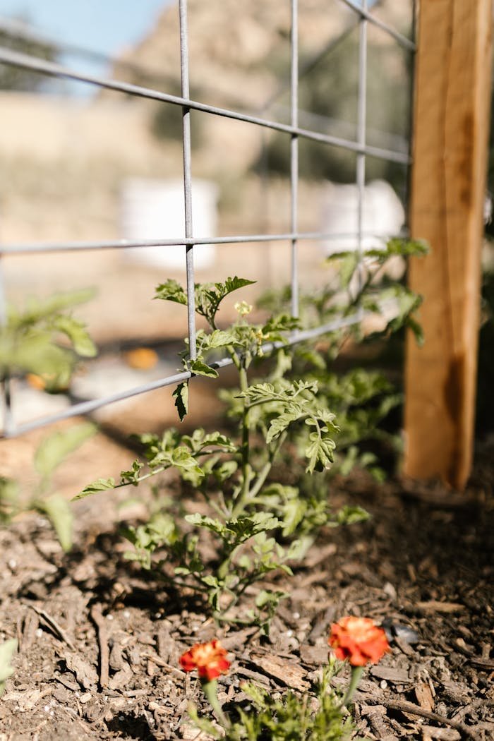 Close-up of a vibrant young tomato plant thriving in a sunlit organic garden.